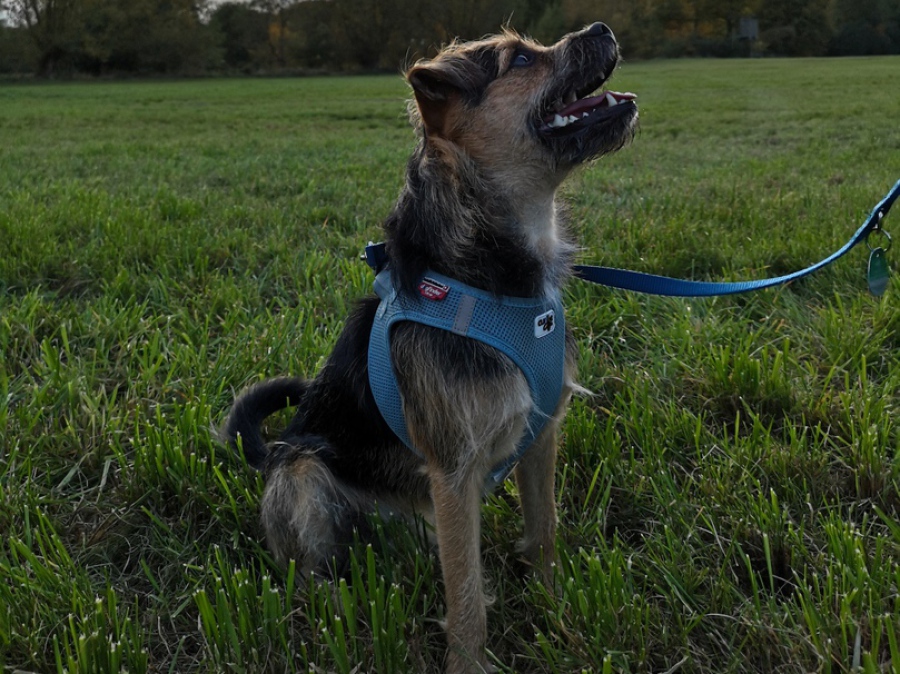 Terrier Mischling in der Pubertät beim freundlichen und ruhigem alleine bleibenauf einem Feld am Wasserschloss Wittringen